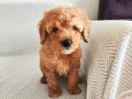 TOFİ 2 AYLIK TOY POODLE
