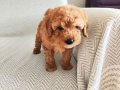 TOFİ 2 AYLIK TOY POODLE