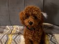 Kızıl Kürklü 5 aylık Toy Poodle