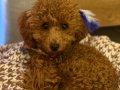 Kızıl Kürklü 5 aylık Toy Poodle