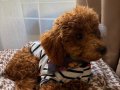 Kızıl Kürklü 5 aylık Toy Poodle