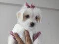 İpeksi Bembeyaz Maltese Terrier Yavrularımız