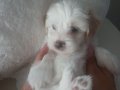 İpeksi Bembeyaz Maltese Terrier Yavrularımız