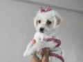 İpeksi Bembeyaz Maltese Terrier Yavrularımız
