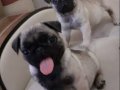 A kalite Maskeli Pug Mops Minnaklarım Yeni sahiplerini bekliyorlar