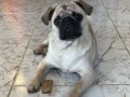 Rıfkı 11 Aylık Pug Yavrumuz