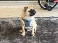 11 Aylık Aşıları Tam Erkek Pug
