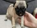 Pug yavru köpek 45 günlüktür yeni alilelerini bekliyorlar