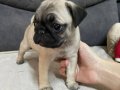 Pug yavru köpek 45 günlüktür yeni alilelerini bekliyorlar