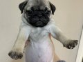 Pug yavru köpek 45 günlüktür yeni alilelerini bekliyorlar