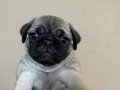 Pug yavru köpek 45 günlüktür yeni alilelerini bekliyorlar