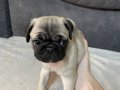 Pug yavru köpek 45 günlüktür yeni alilelerini bekliyorlar