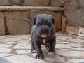 A KALİTE BLUE CANE CORSO 