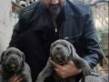 A KALİTE BLUE CANE CORSO 