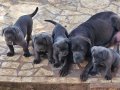 A KALİTE BLUE CANE CORSO 