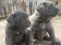 A KALİTE BLUE CANE CORSO 