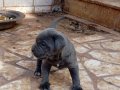A KALİTE BLUE CANE CORSO 