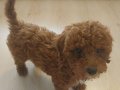Antialerjik 3 aylık dişi Toy Poodle