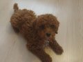 Antialerjik 3 aylık dişi Toy Poodle