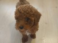 Antialerjik 3 aylık dişi Toy Poodle