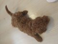 Antialerjik 3 aylık dişi Toy Poodle