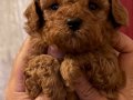 Yoğun Bakır tonlu Kore Toy Poodle