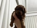 Kıvırcık Kahve Toy Poodle Yavrularımız