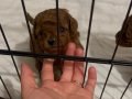Kıvırcık Kahve Toy Poodle Yavrularımız