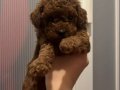 Kıvırcık Kahve Toy Poodle Yavrularımız