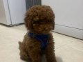 Acil 4,5 Aylık Erkek Toy Poodle