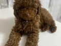 Acil 4,5 Aylık Erkek Toy Poodle