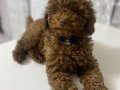 Acil 4,5 Aylık Erkek Toy Poodle