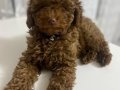 Acil 4,5 Aylık Erkek Toy Poodle