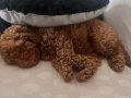 Acil 4,5 Aylık Erkek Toy Poodle