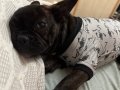  Koyu kaplan desenli  4 aylık French Bulldog