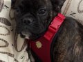  Koyu kaplan desenli  4 aylık French Bulldog