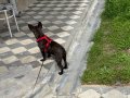 Koyu kaplan desenli  4 aylık French Bulldog
