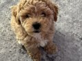 karamel kıvırcık dişi Toy Poodle yavrumuz