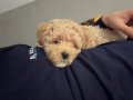 karamel kıvırcık dişi Toy Poodle yavrumuz