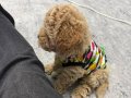  karamel kıvırcık dişi Toy Poodle yavrumuz