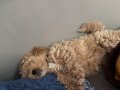  karamel kıvırcık dişi Toy Poodle yavrumuz