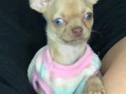 3 Aylık Maviş Bakışlı Chihuahua