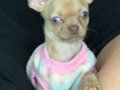 3 Aylık Maviş Bakışlı Chihuahua