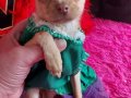 ACİL 3 Aylık Maviş Bakışlı Chihuahua