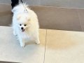 Bembeyaz 12 Aylık Erkek Pomeranian Boo