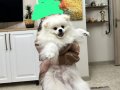 Bembeyaz 12 Aylık Erkek Pomeranian Boo