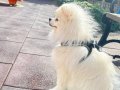 Bembeyaz 12 Aylık Erkek Pomeranian Boo