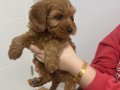 Ev Konforunda Yetişen Kızıl Toy Poodle Yavrusu