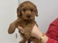 Ev Konforunda Yetişen Kızıl Toy Poodle Yavrusu