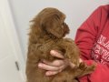Ev Konforunda Yetişen Kızıl Toy Poodle Yavrusu